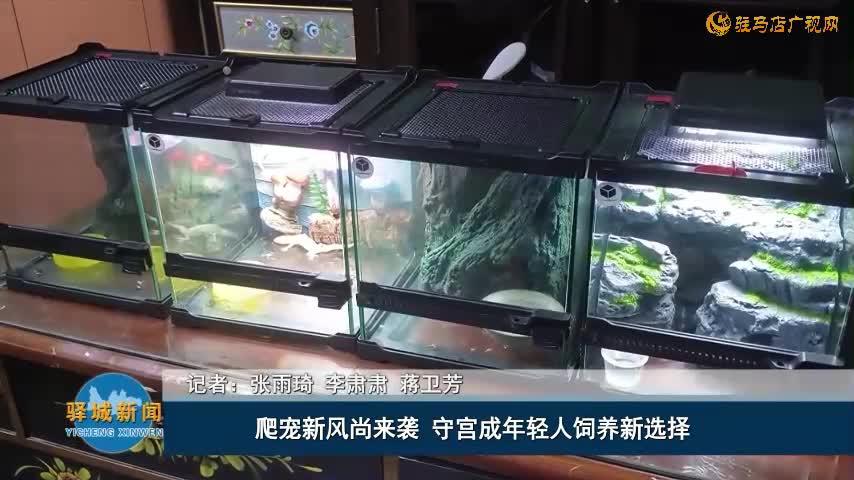 爬寵新風(fēng)尚來(lái)襲 守宮成年輕人飼養(yǎng)新選擇