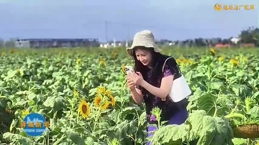 胡廟鄉(xiāng)西域葵林：萬畝向日葵盛放成夏日打卡新熱點