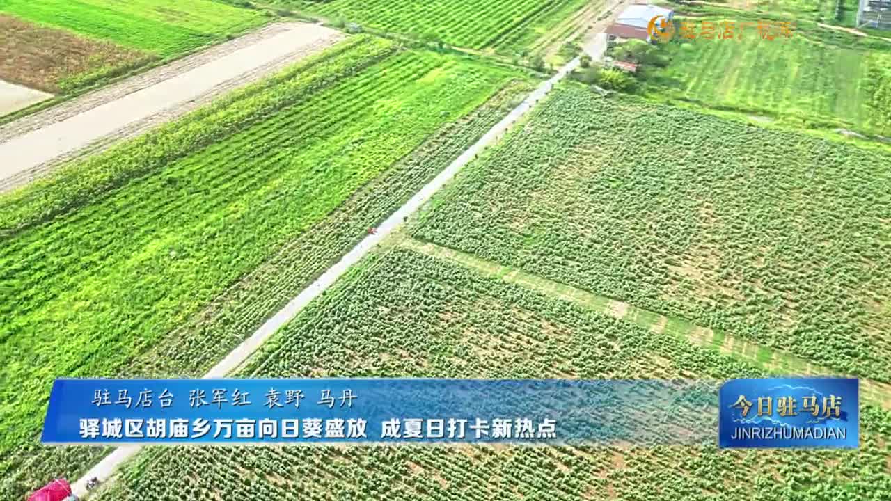 驛城區(qū)胡廟鄉(xiāng)萬畝向日葵盛放  成夏日打卡新熱點