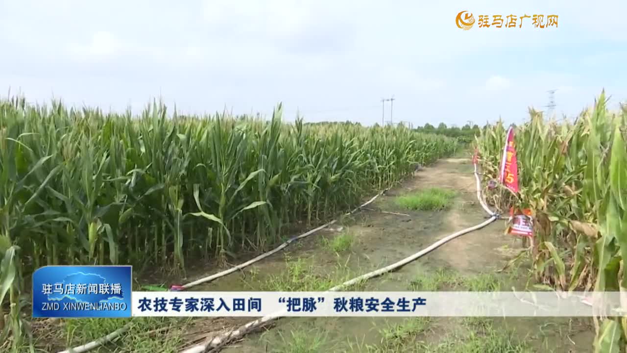 農(nóng)技專家深入田間 “把脈”秋糧安全生產(chǎn)