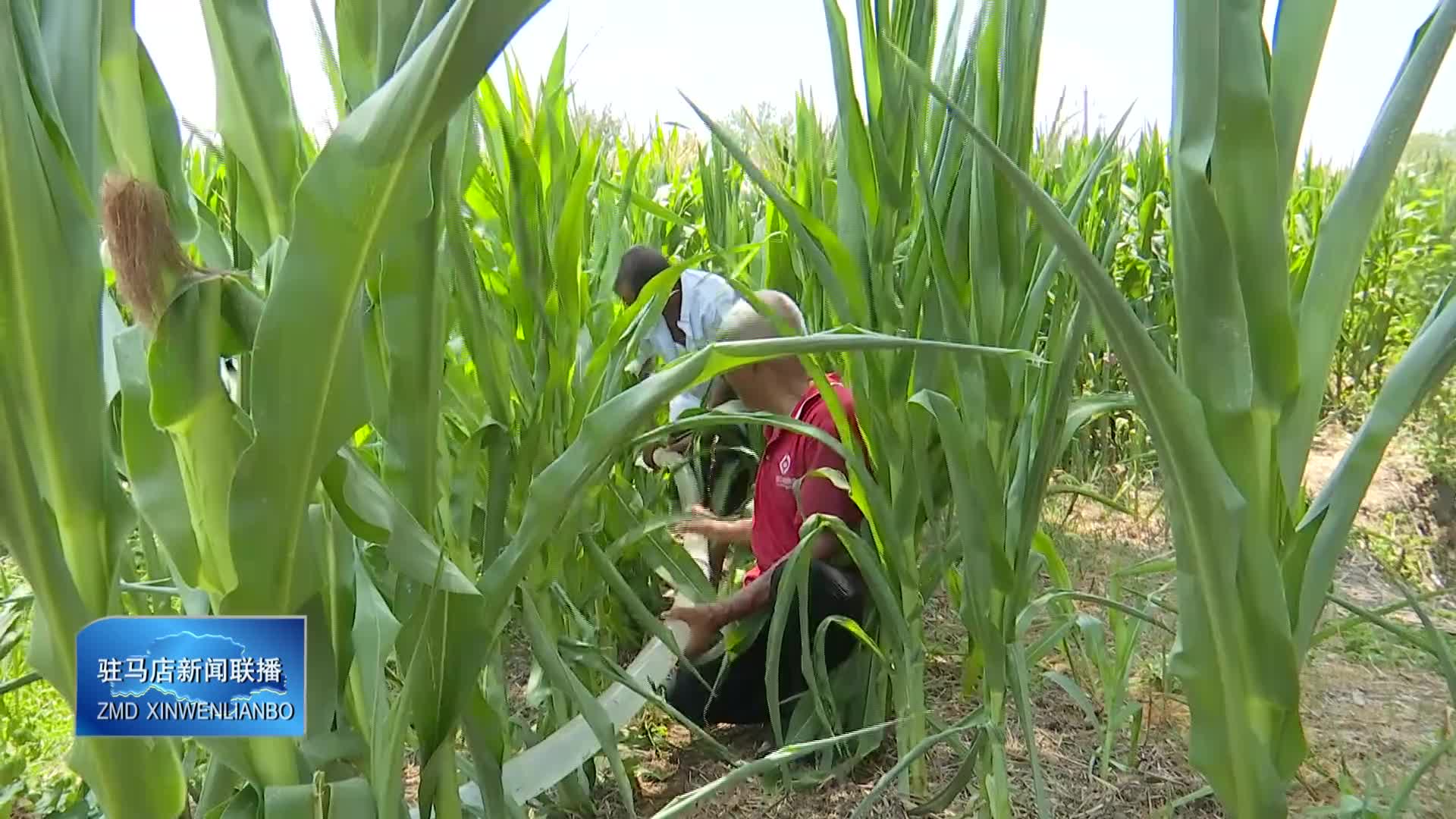 我市各地积极抗旱保秋 守护百姓“粮袋子”