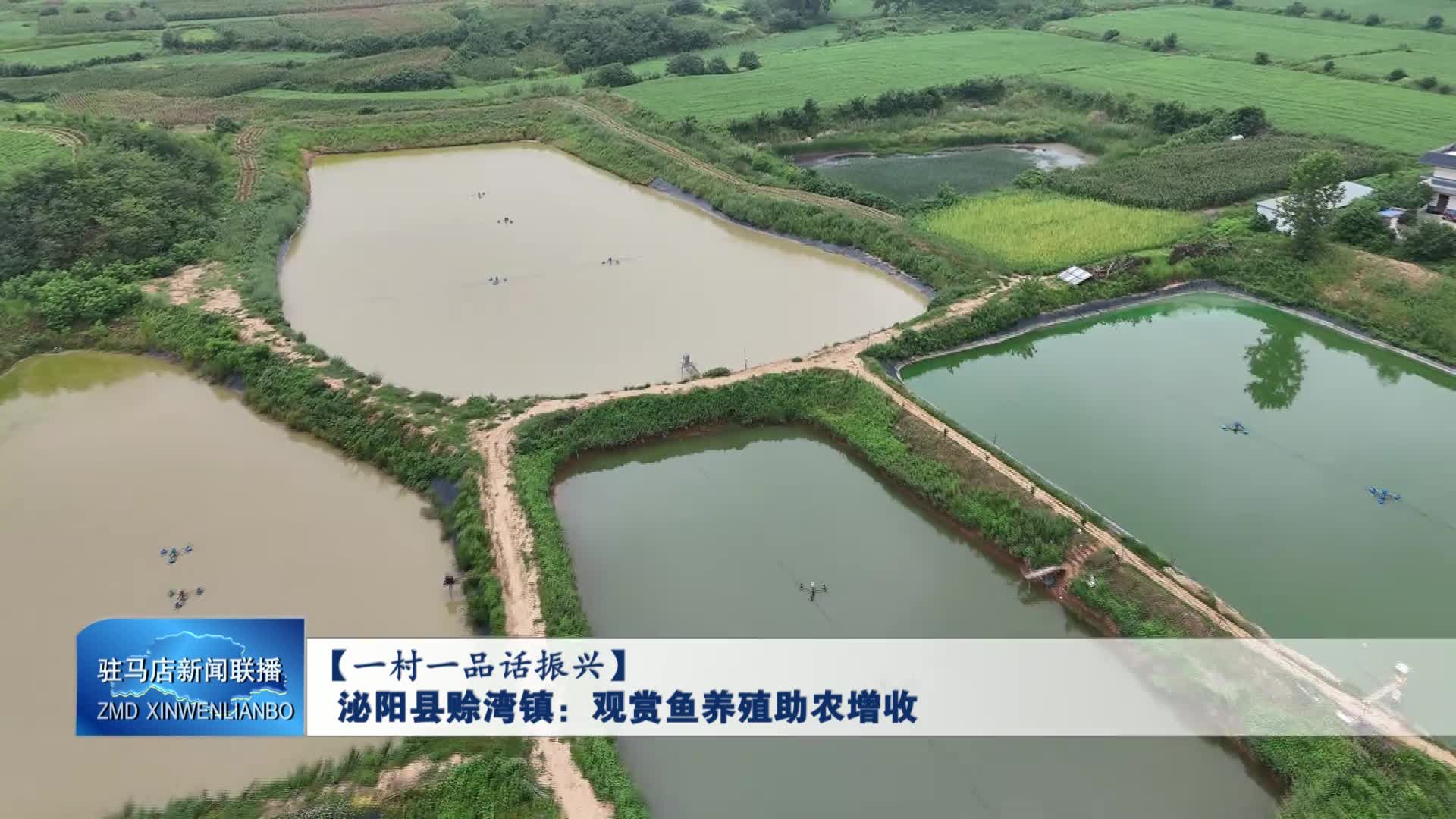 泌陽縣賒灣鎮(zhèn)：觀賞魚養(yǎng)殖助農(nóng)增收