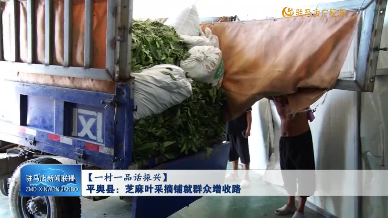 【一村一品話振興】平輿縣：芝麻葉采摘鋪就群眾增收路