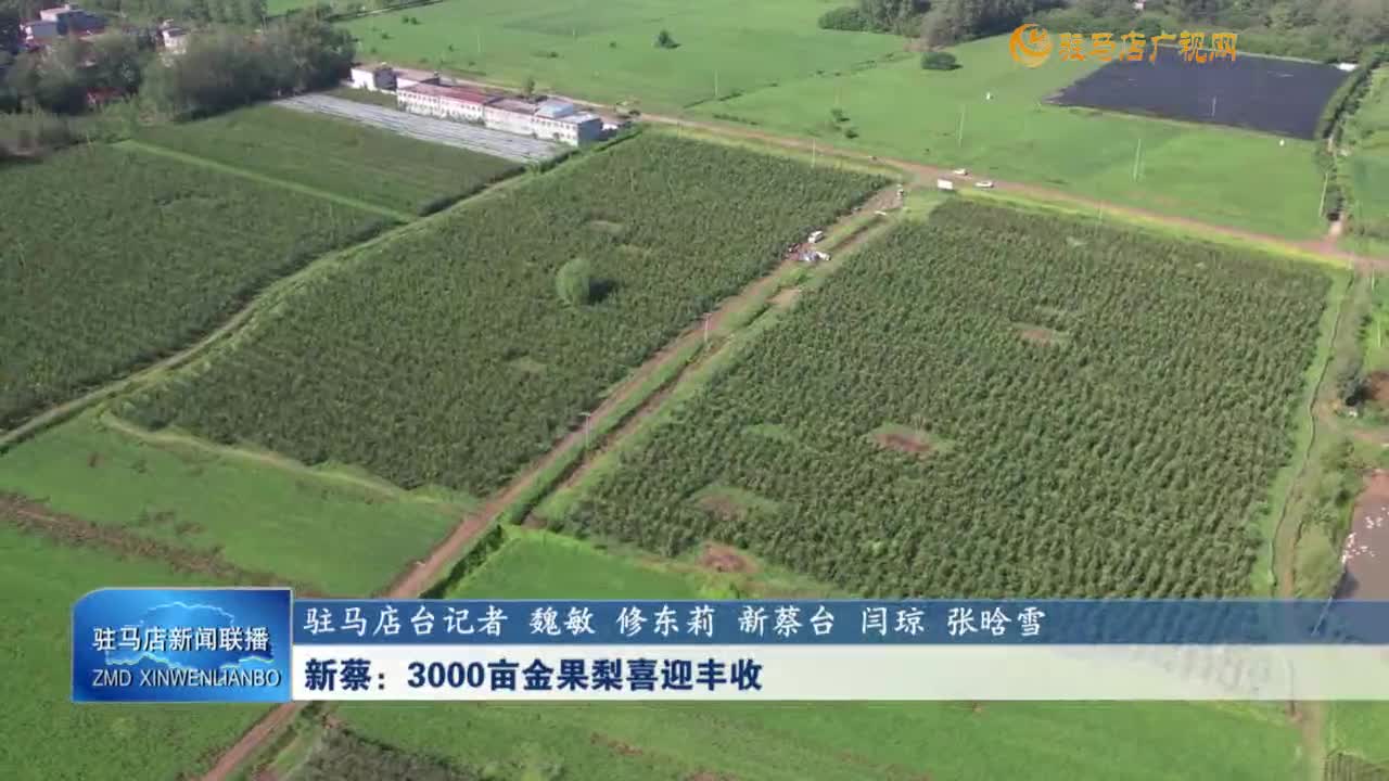 新蔡：3000畝金果梨喜迎豐收