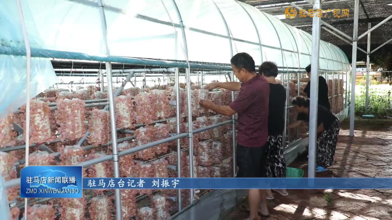 【一村一品話振興】泌陽(yáng)縣泰山廟鎮(zhèn)：引入新品桃紅木耳 助力食用菌產(chǎn)業(yè)多元化發(fā)展