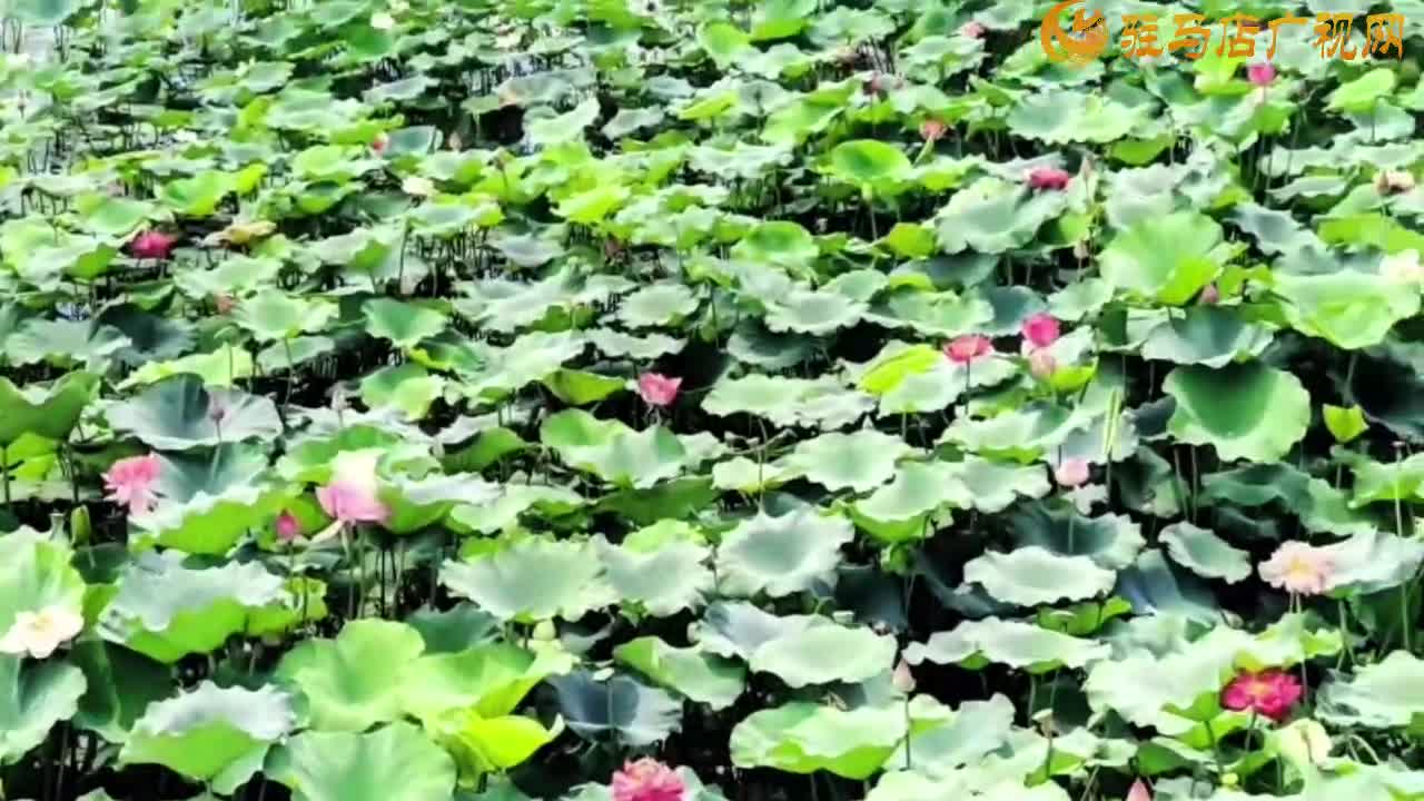 泌阳菌都赏荷记：一池清荷载逸韵