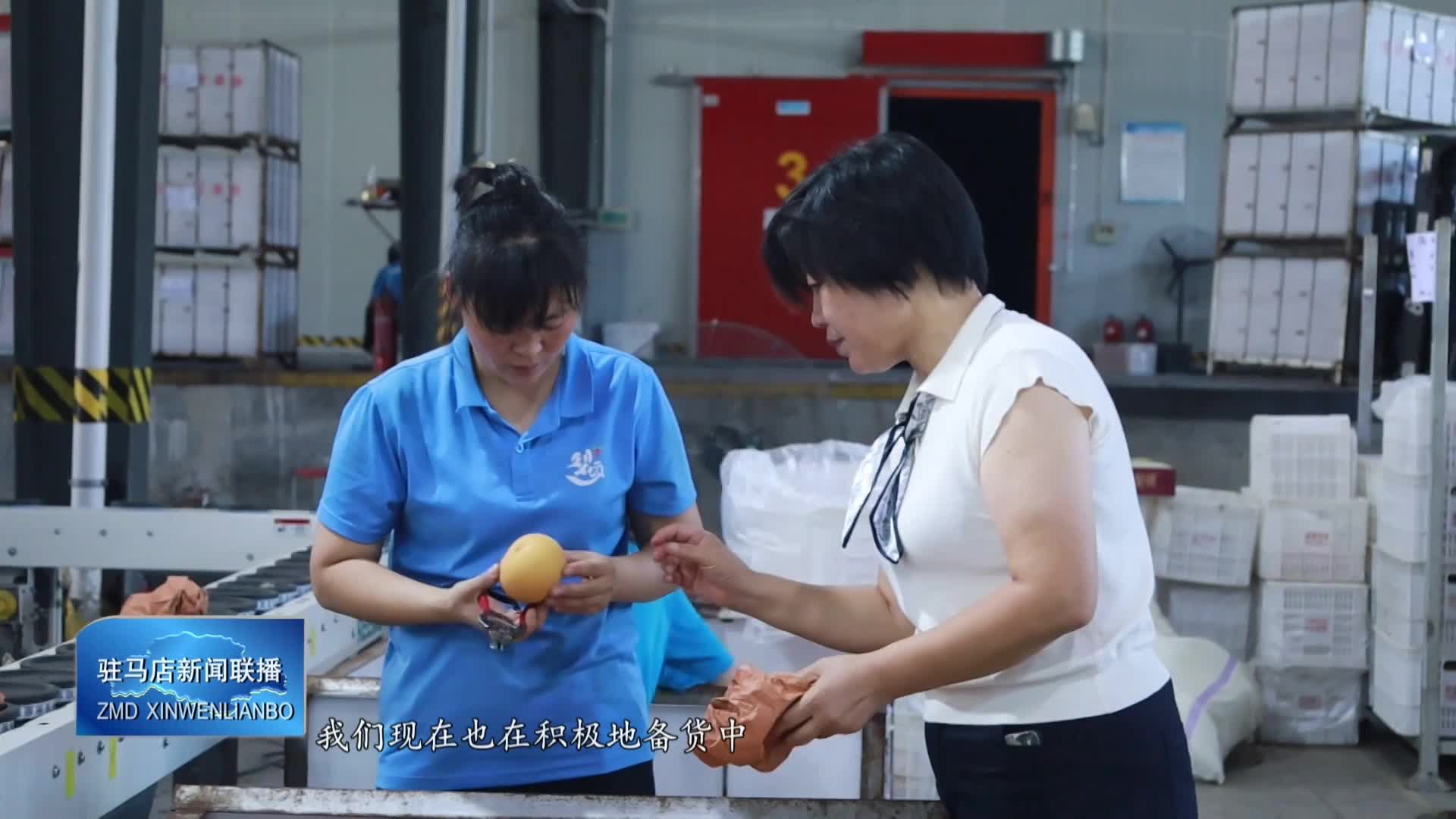 新蔡：3000畝金果梨喜迎豐收