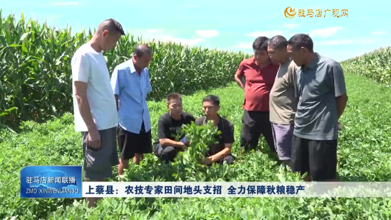 上蔡縣：農(nóng)技專家田間地頭支招 全力保障秋糧穩(wěn)產(chǎn)