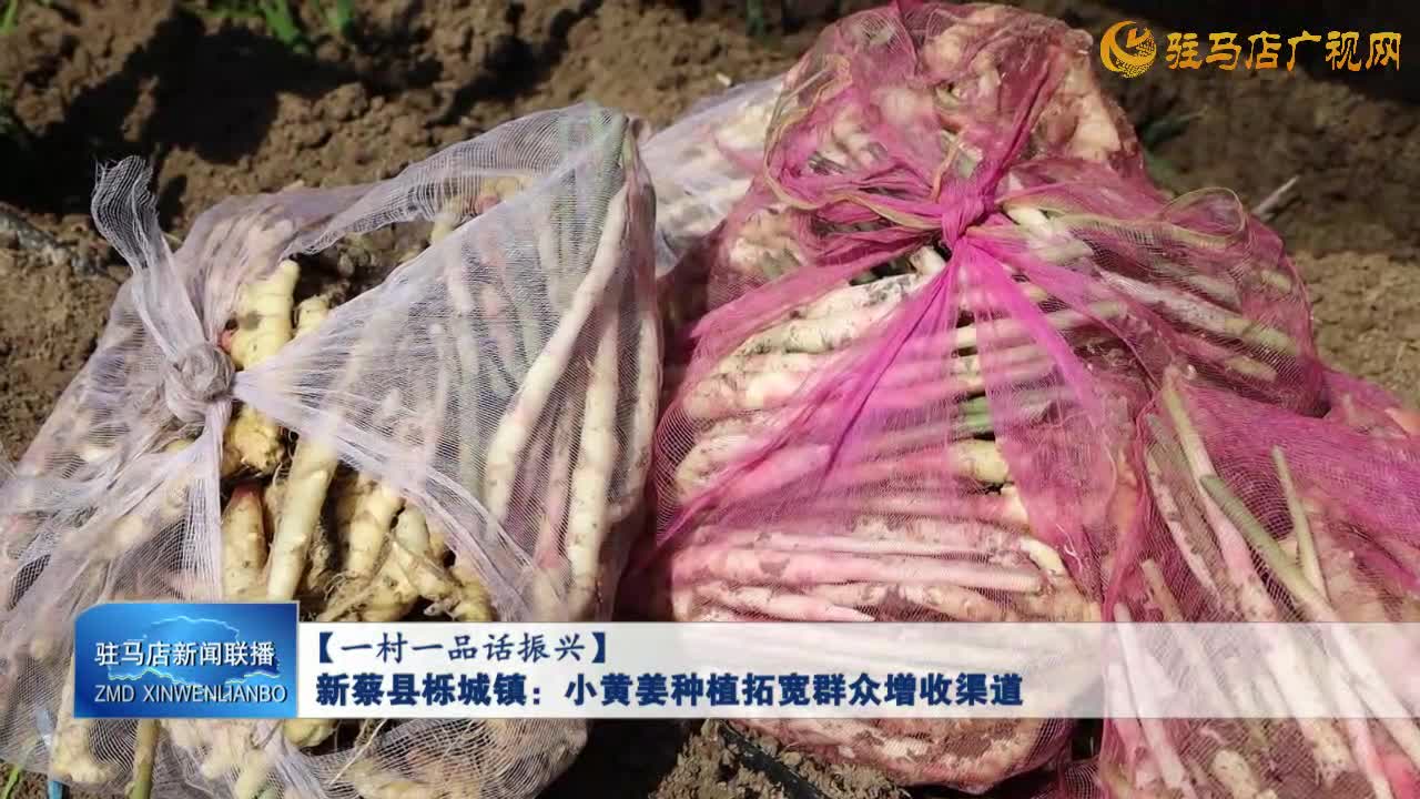 【一村一品話振興】新蔡縣櫟城鎮(zhèn)：小黃姜種植拓寬群眾增收渠道