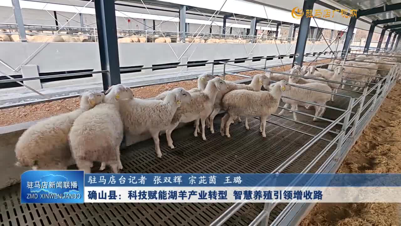 确山县：科技赋能湖羊产业转型 智慧养殖引领增收路