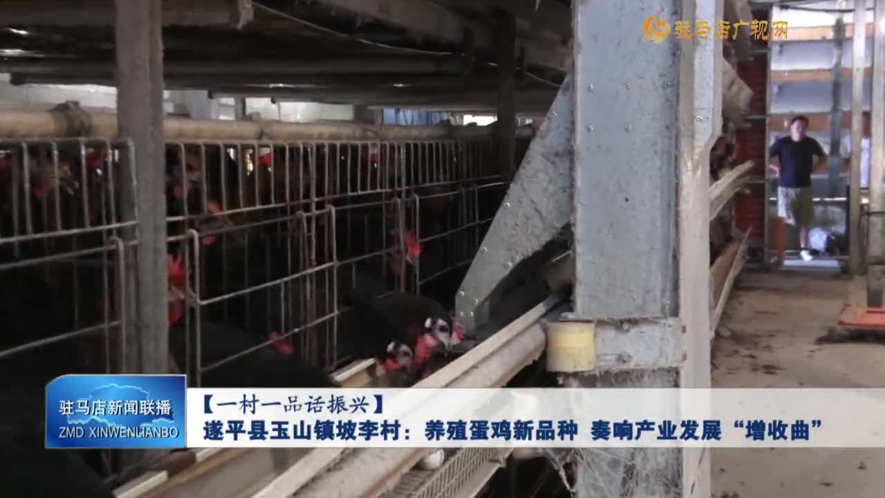 【一村一品話振興】遂平縣玉山鎮(zhèn)坡李村：養(yǎng)殖蛋雞新品種 奏響產(chǎn)業(yè)發(fā)展“增收曲