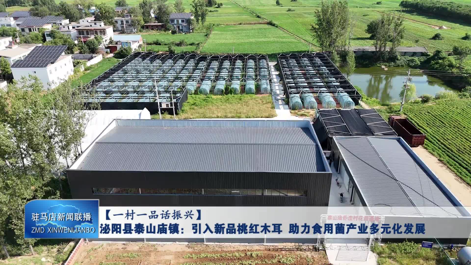 泌陽(yáng)縣泰山廟鎮(zhèn)：引入新品桃紅木耳 助力食用菌產(chǎn)業(yè)多元化發(fā)展