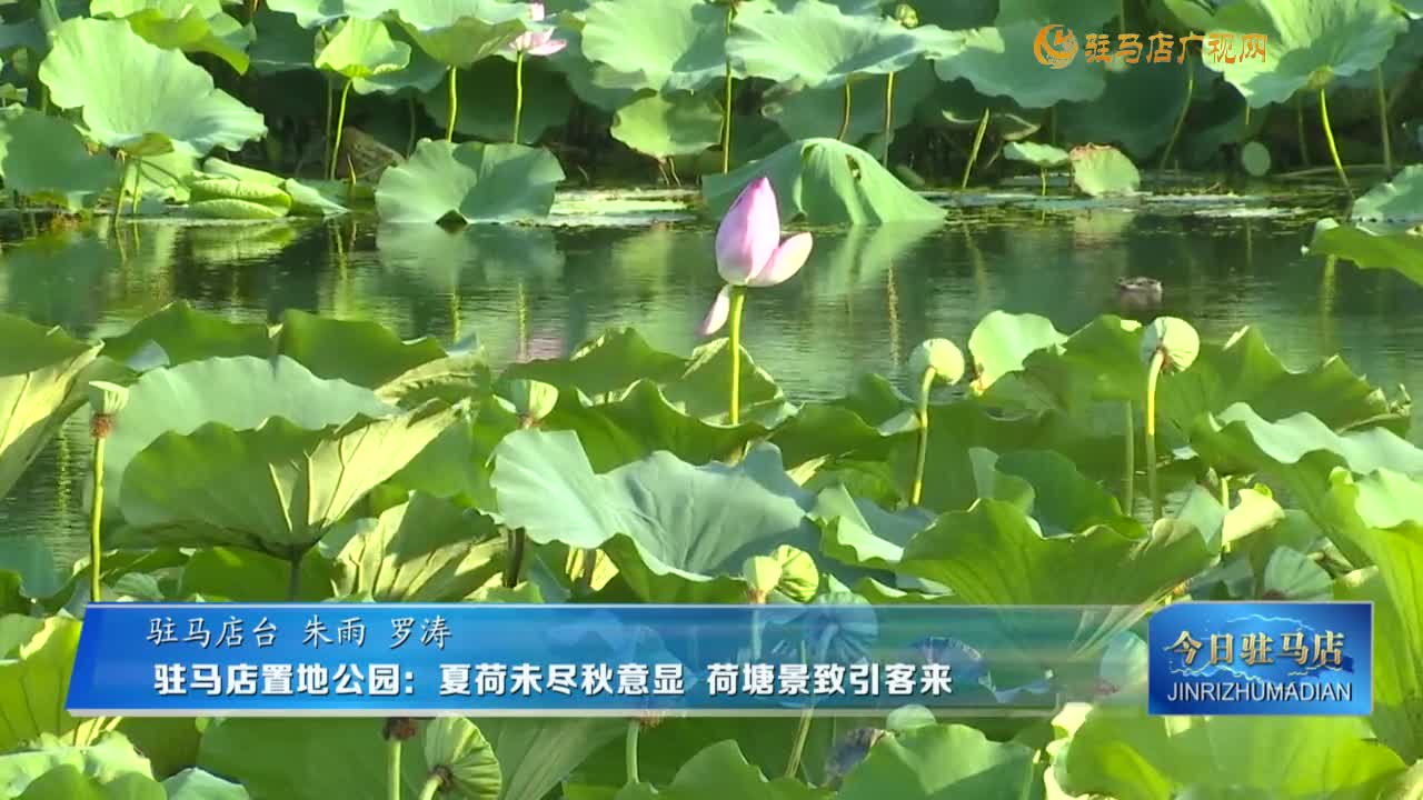 駐馬店置地公園：夏荷未盡秋意顯 荷塘景致引客來