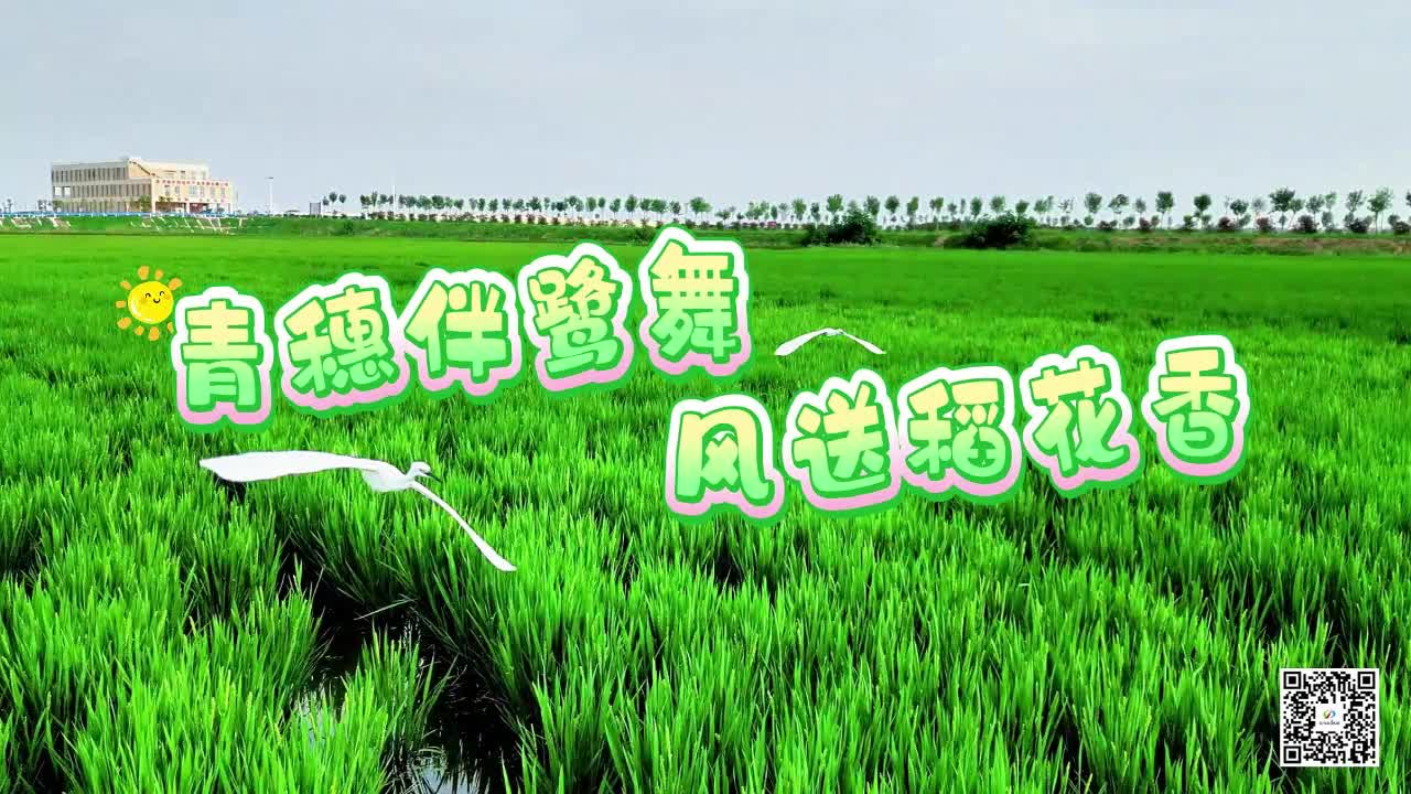 青穗伴鹭舞 风送稻花香