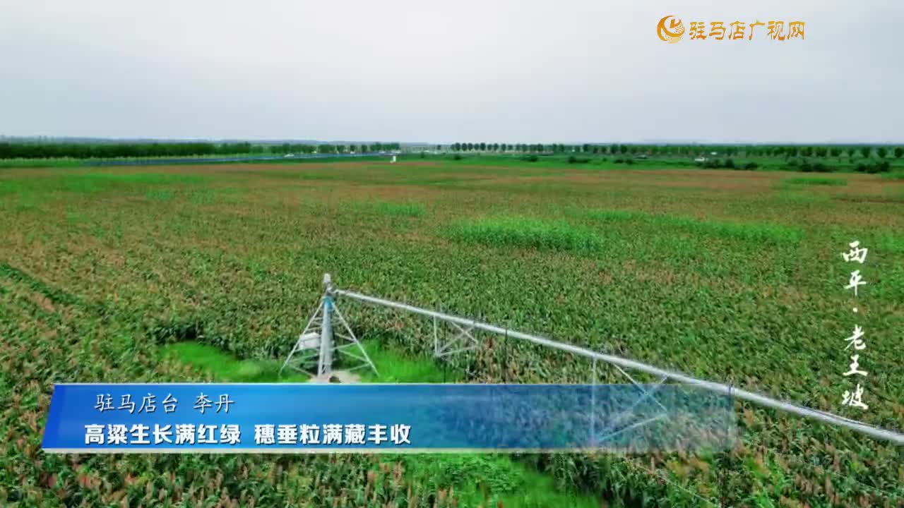 高粱生长满红绿   穗垂粒满藏丰收
