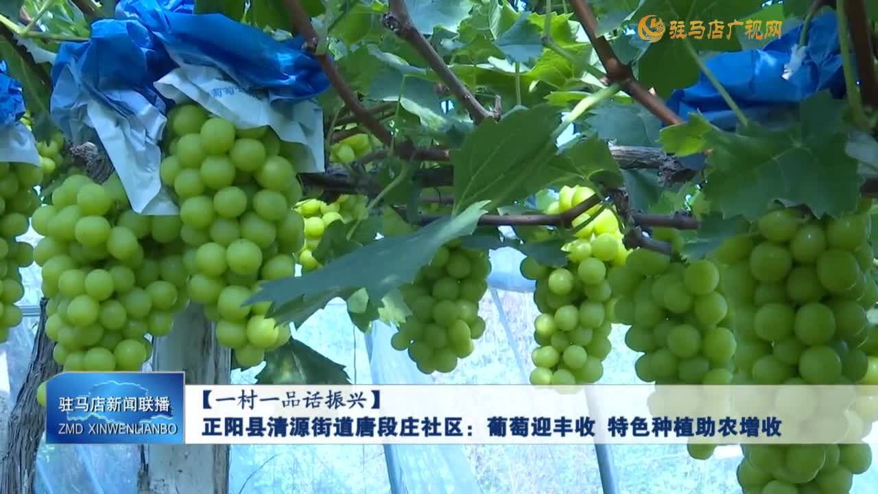 【一村一品話振興】正陽縣清源街道唐段莊社區(qū)：葡萄迎豐收 特色種植助農(nóng)增收