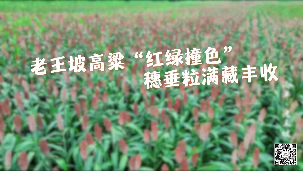 5元票价激活演出经济 黄河戏剧节在驻马店出圈.....|《今日驻马店》资讯第178期