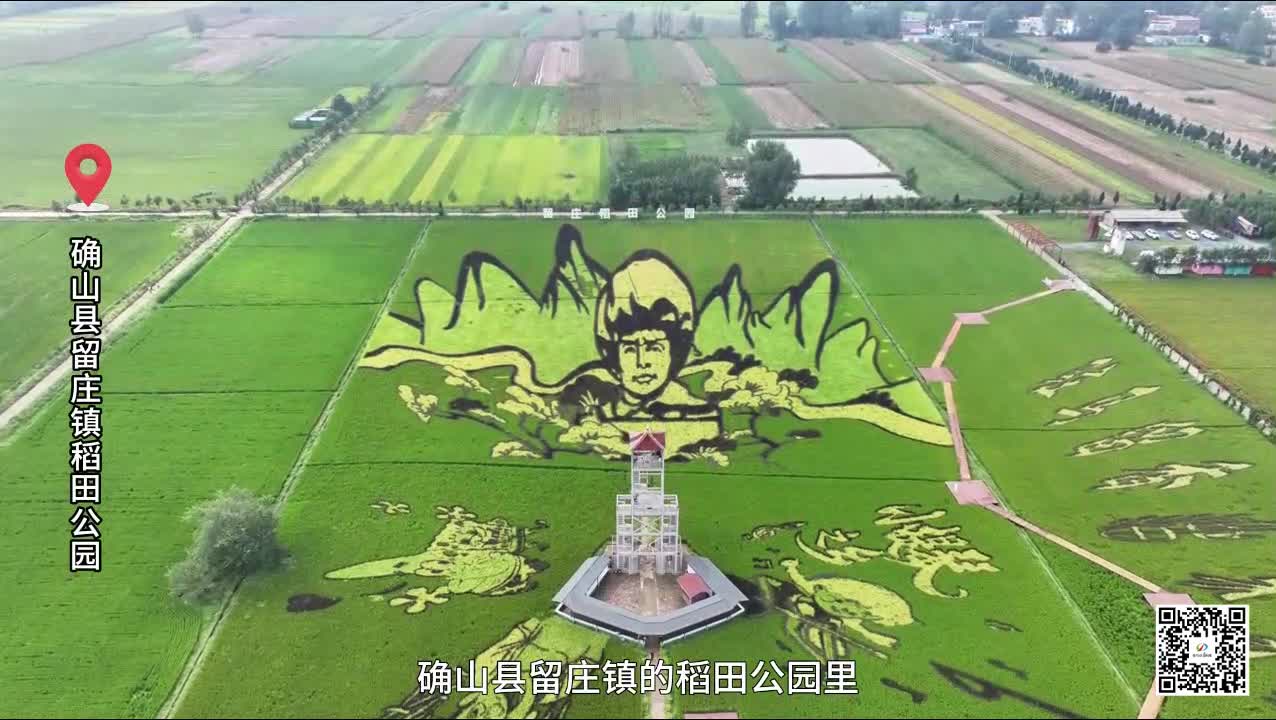 “稻田”变身“红色课堂”确山杨靖宇将军稻田画热度不减