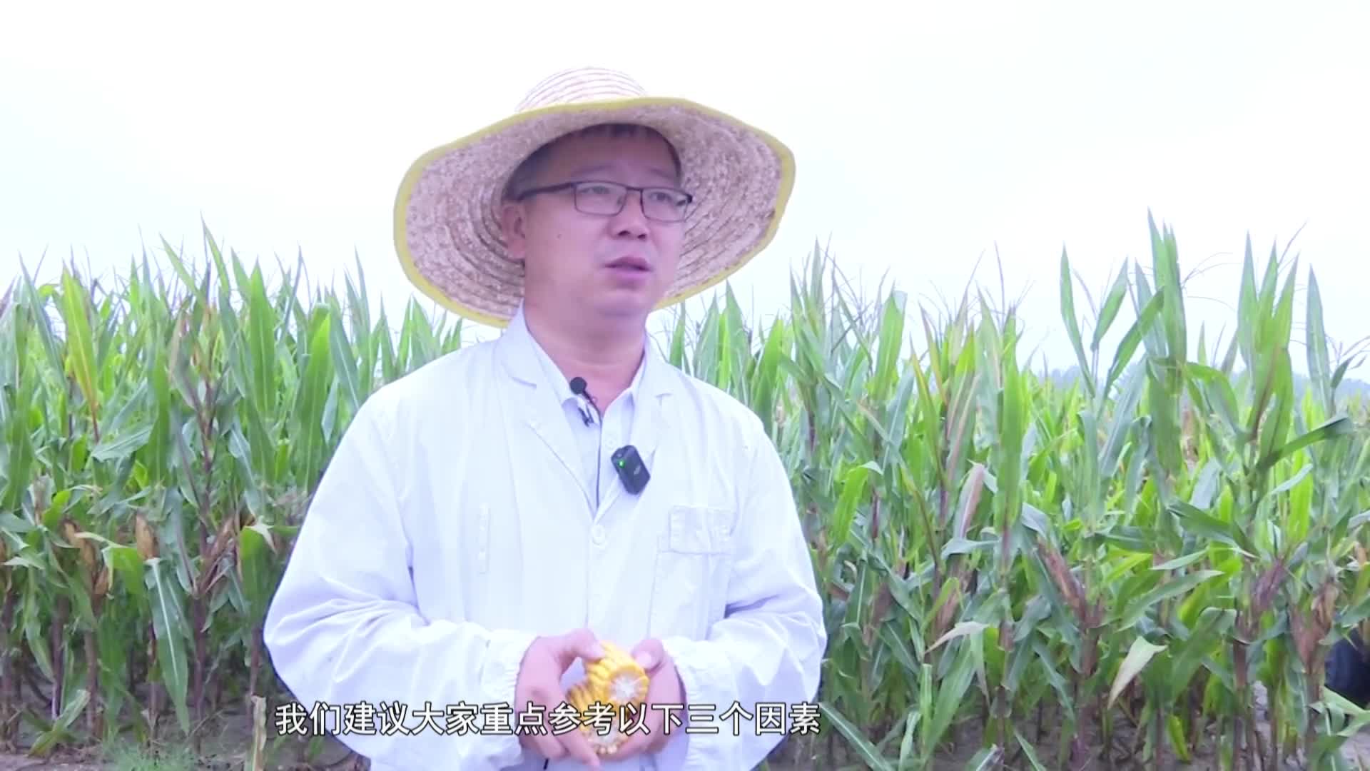 市农业专家指导农民群众适时收获玉米