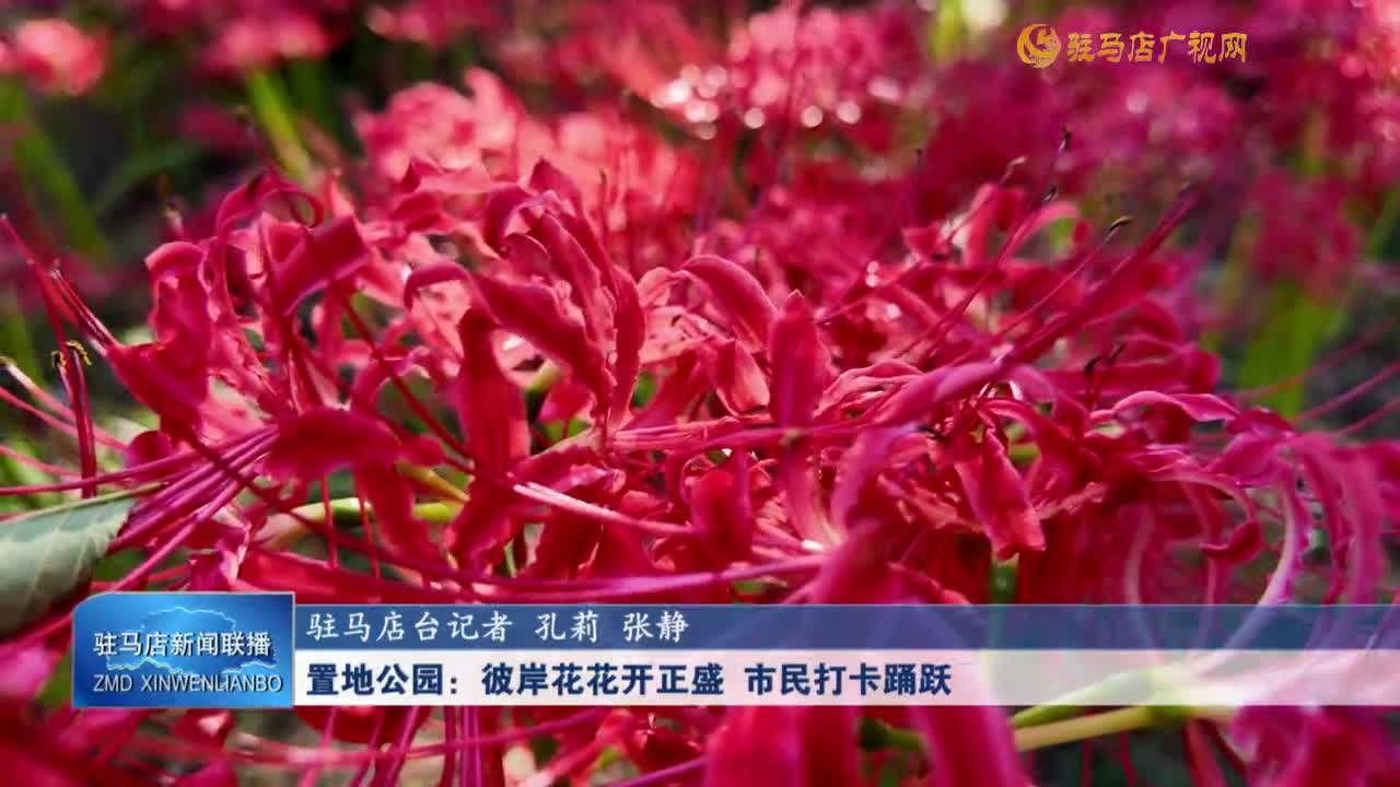 置地公園：彼岸花花開(kāi)正盛 市民打卡踴躍