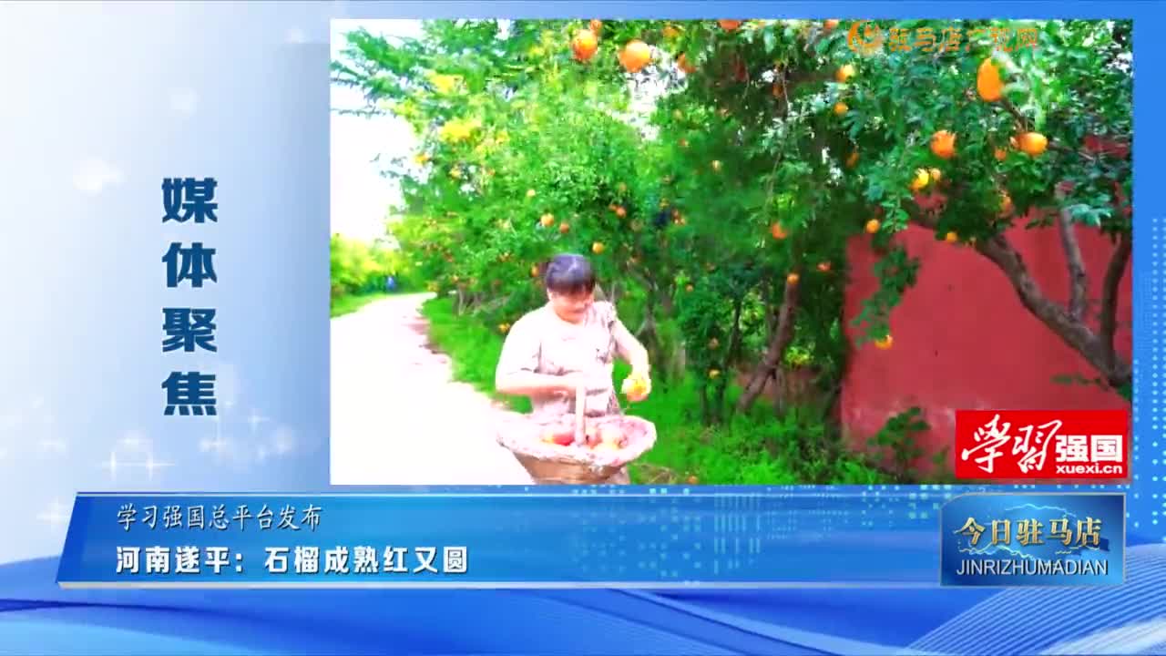 【媒体聚焦】河南遂平：石榴成熟红又圆......