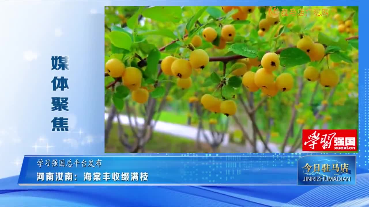 【媒體聚焦】河南汝南：海棠豐收綴滿枝......