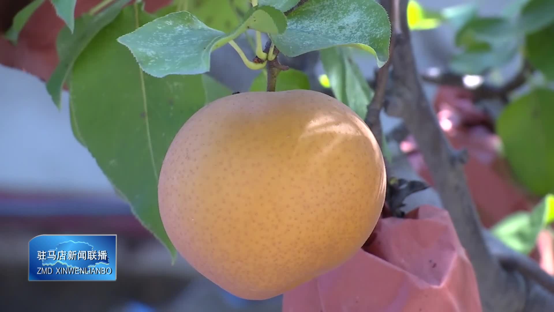 正阳县清源街道唐段庄社区：葡萄迎丰收 特色种植助农增收