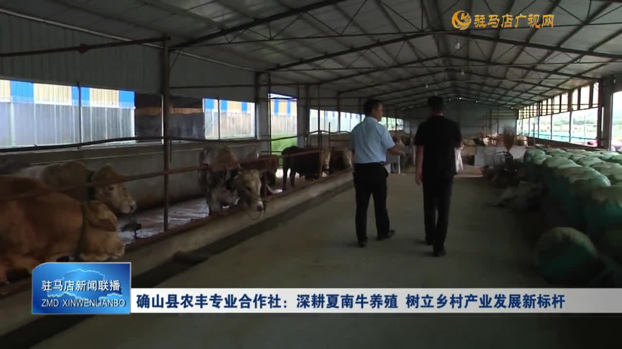 确山县农丰专业合作社：深耕夏南牛养殖   树立乡村产业发展新标杆