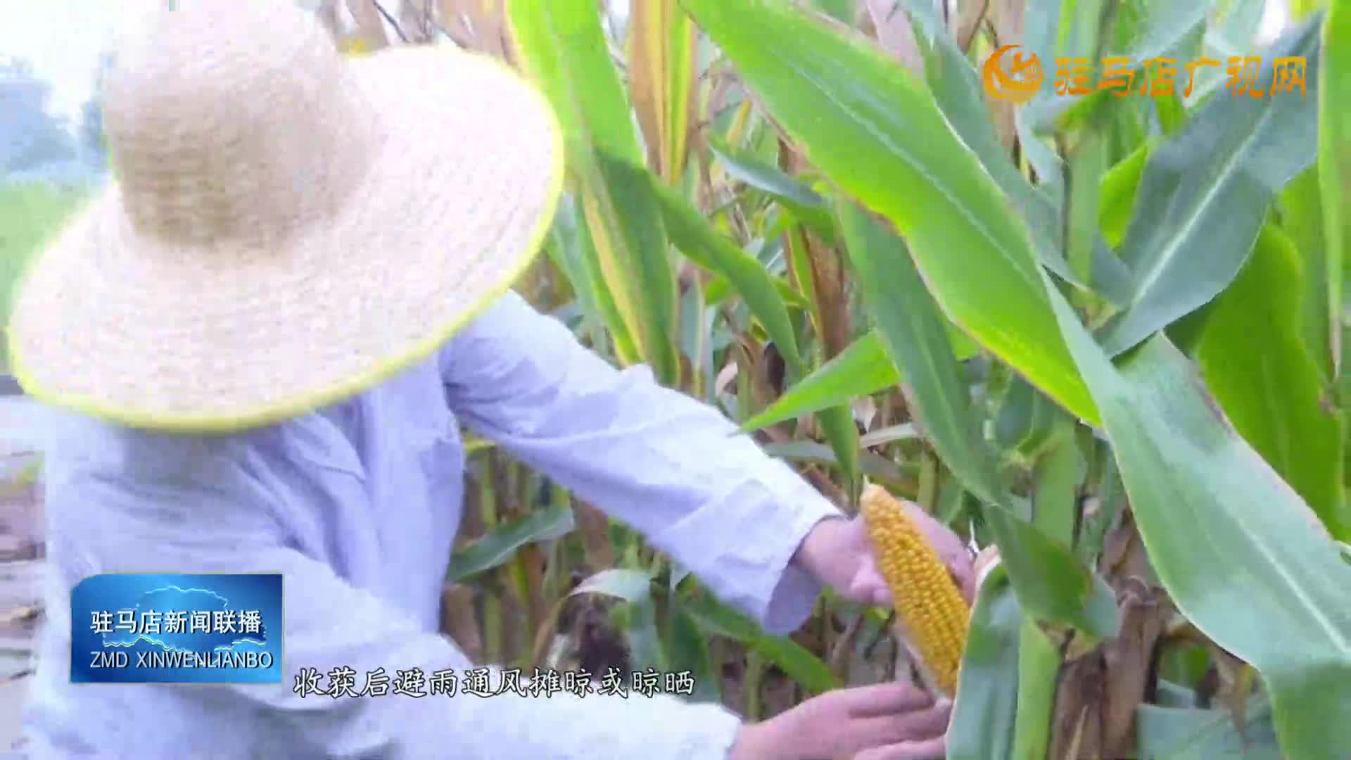 气象专家建议：抓住雨歇时机抢收烘干晾晒秋粮