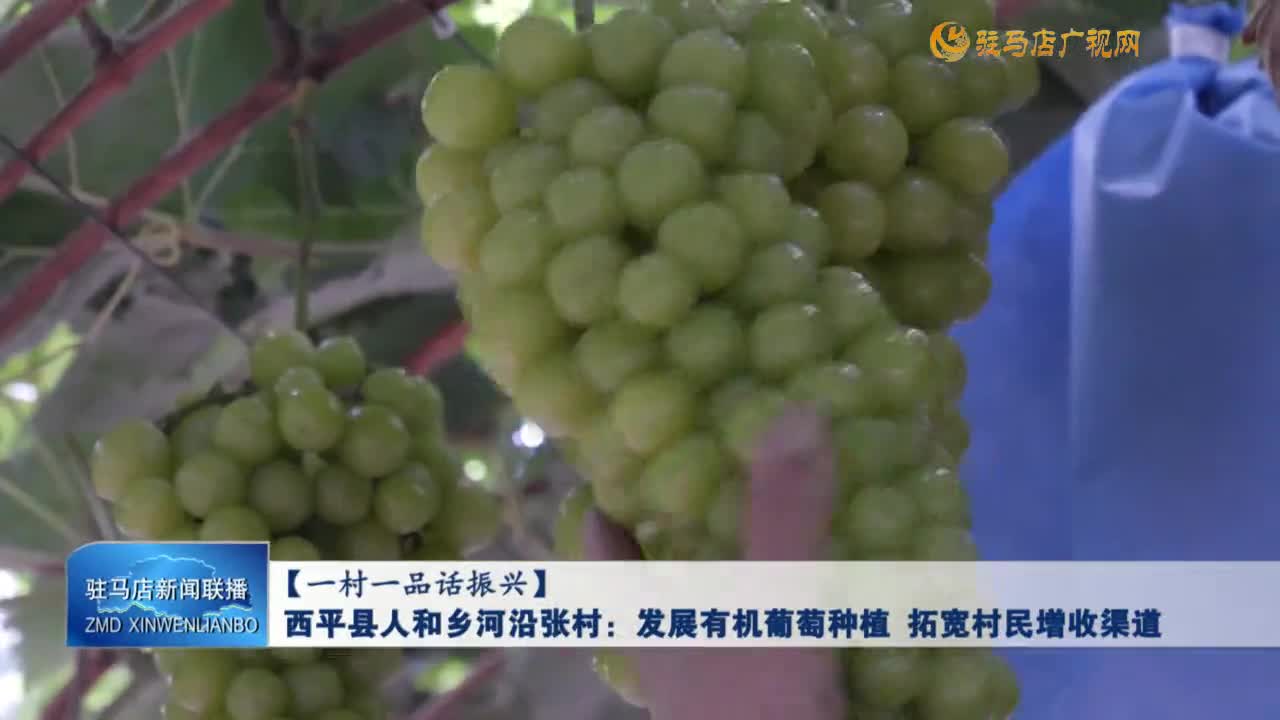 【一村一品话振兴】西平县人和乡河沿张村：发展有机葡萄种植 拓宽村民增收渠道