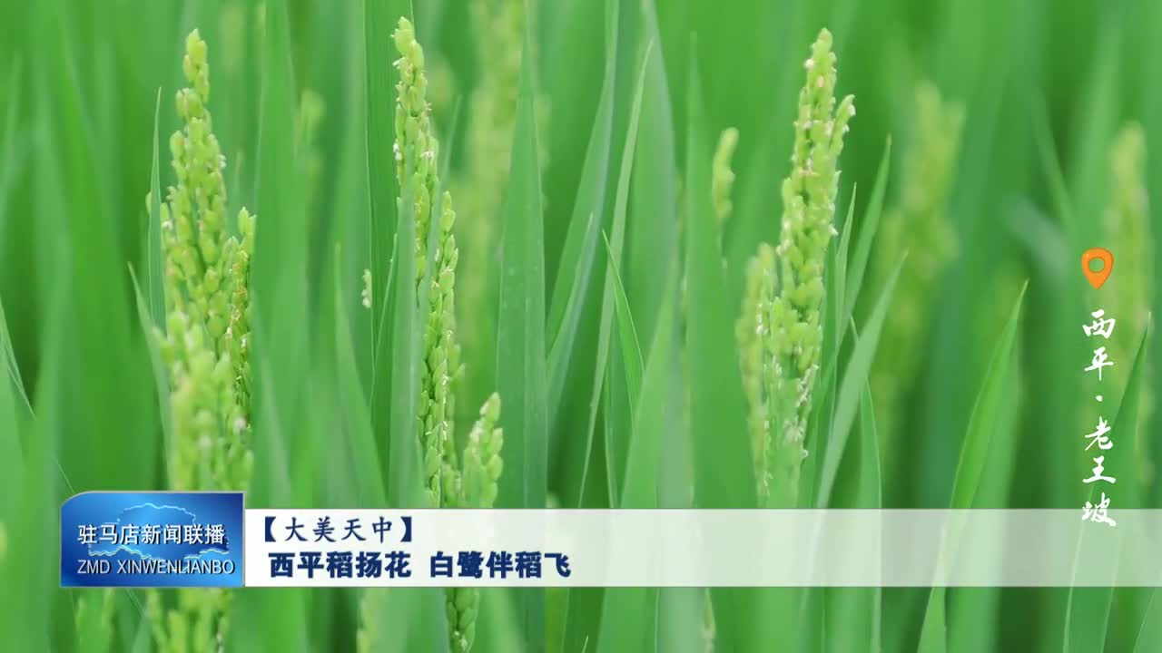 西平稻扬花 白鹭伴稻飞