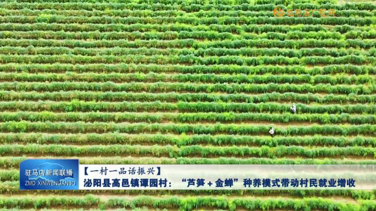 【一村一品话振兴】泌阳县高邑镇谭园村：“芦笋十金蝉”种养模式带动村民就业增收