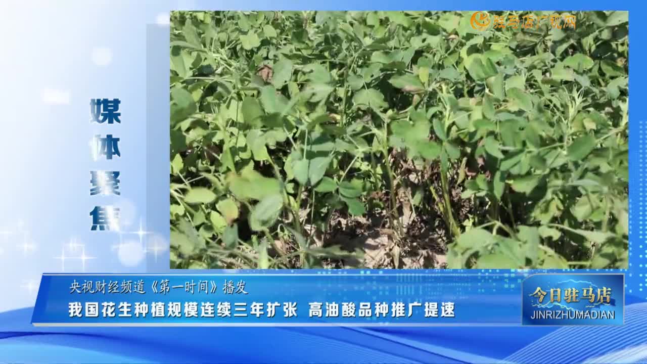 【媒體聚焦】我國(guó)花生種植規(guī)模連續(xù)三年擴(kuò)張  高油酸品種推廣提速......
