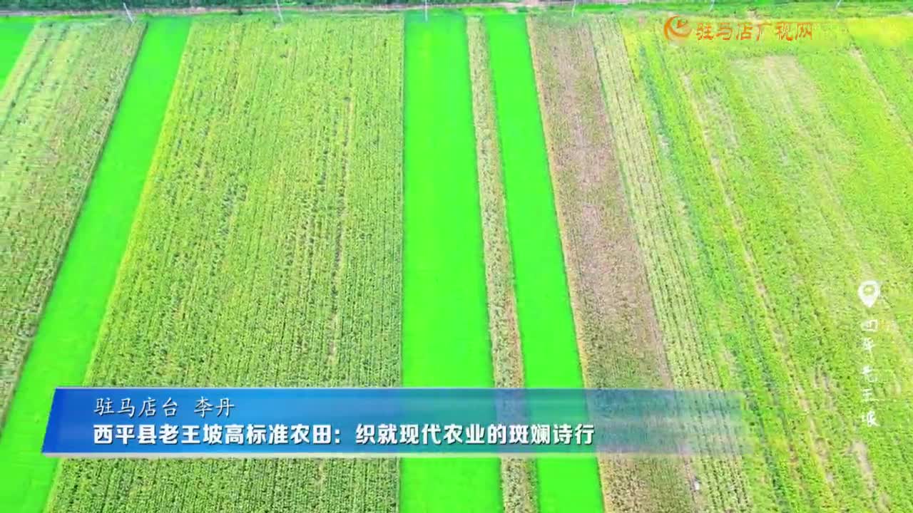西平縣老王坡高標(biāo)準(zhǔn)農(nóng)田：織就現(xiàn)代農(nóng)業(yè)的斑斕詩行
