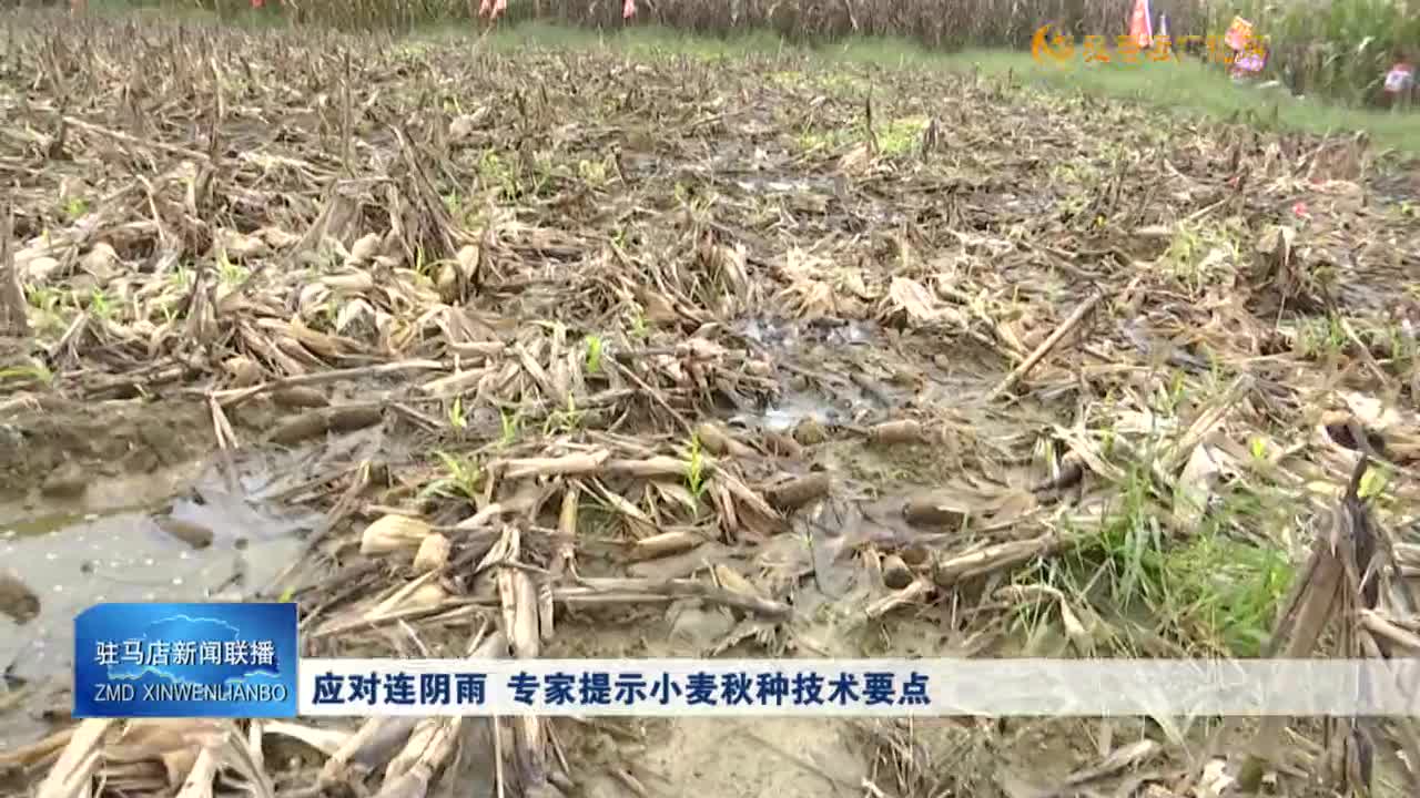應(yīng)對連陰雨  專家提示小麥秋種技術(shù)要點