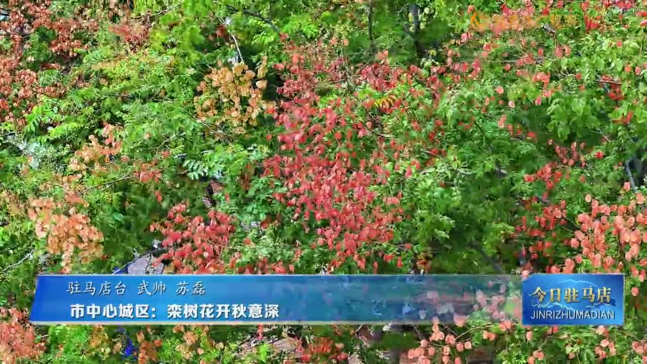 市中心城區(qū)：欒樹花開秋意深