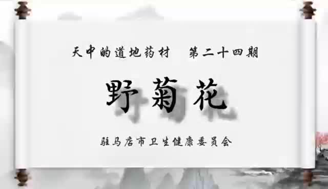 天中的道地药材——野菊花