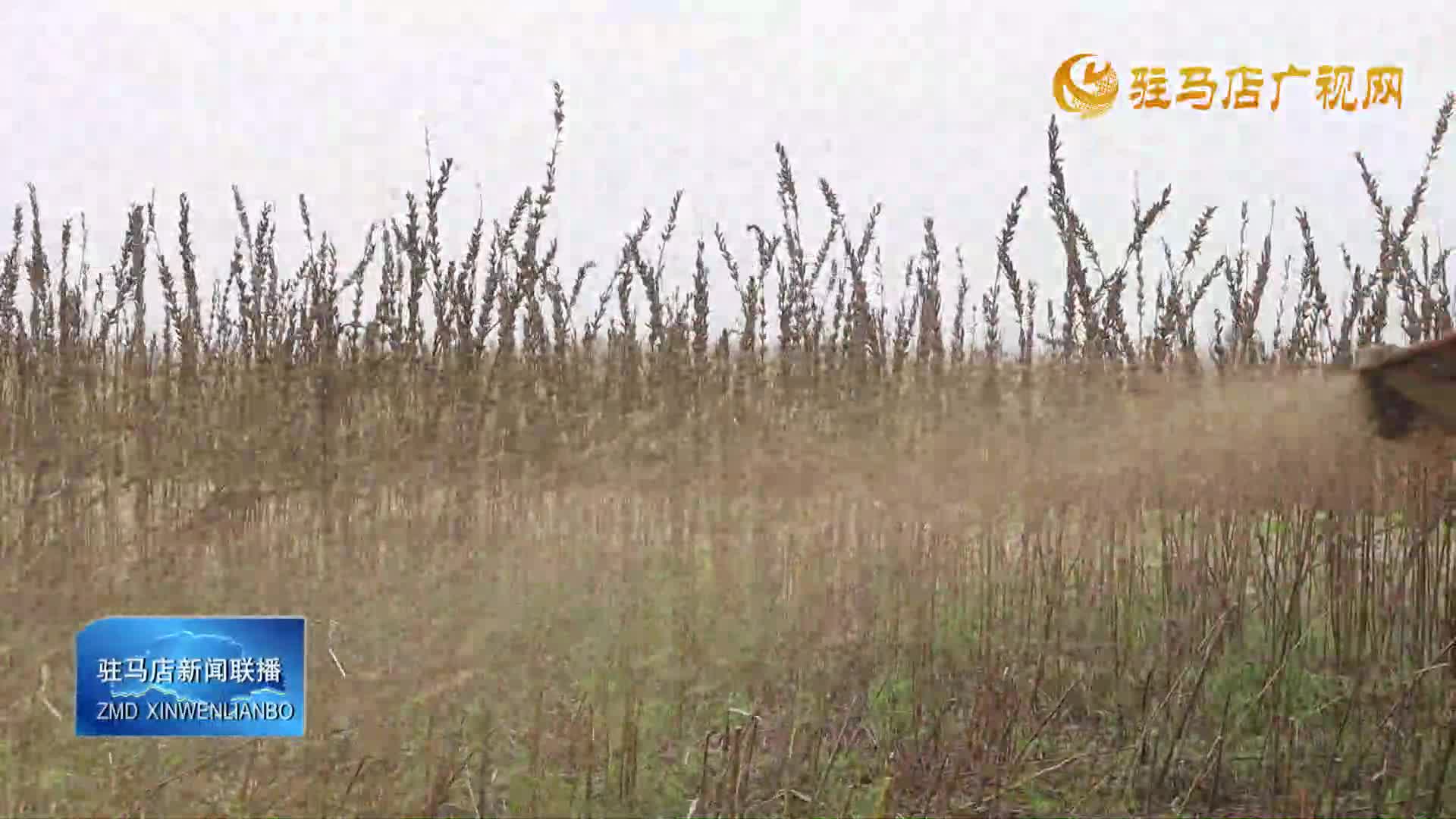 新蔡縣孫召鎮(zhèn)郎莊村：800畝“鐵桿芝麻” 助農(nóng)“節(jié)節(jié)高”
