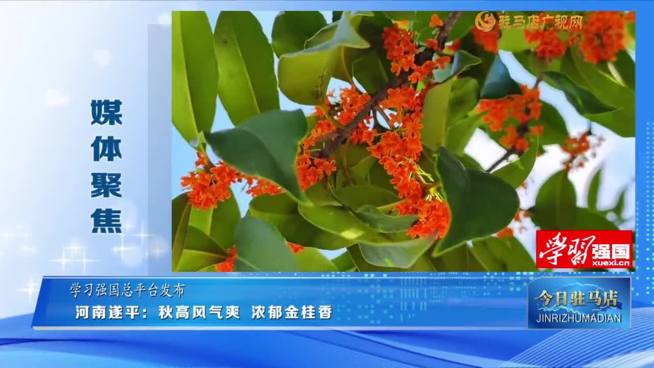 【媒體聚焦】河南遂平：秋高風氣爽 濃郁金桂香......