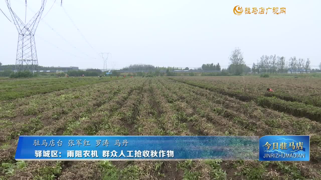 驿城区：雨阻农机 群众人工抢收秋作物