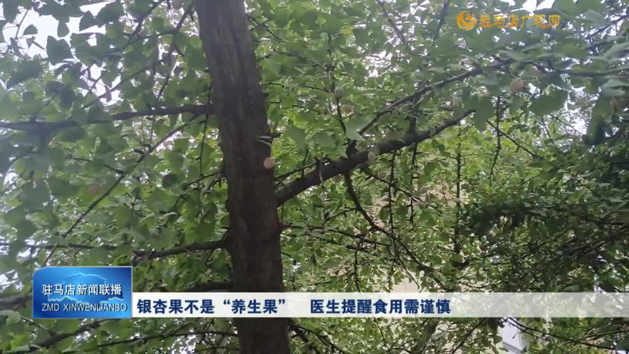?銀杏果不是“養(yǎng)生果” 醫(yī)生提醒食用需謹(jǐn)慎