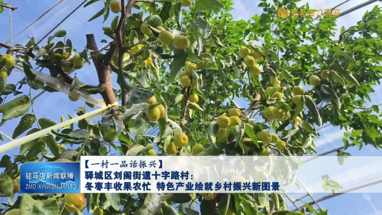 【一村一品话振兴】驿城区刘阁街道十字路村：冬枣丰收果农忙 特色产业绘就乡村振兴新图景