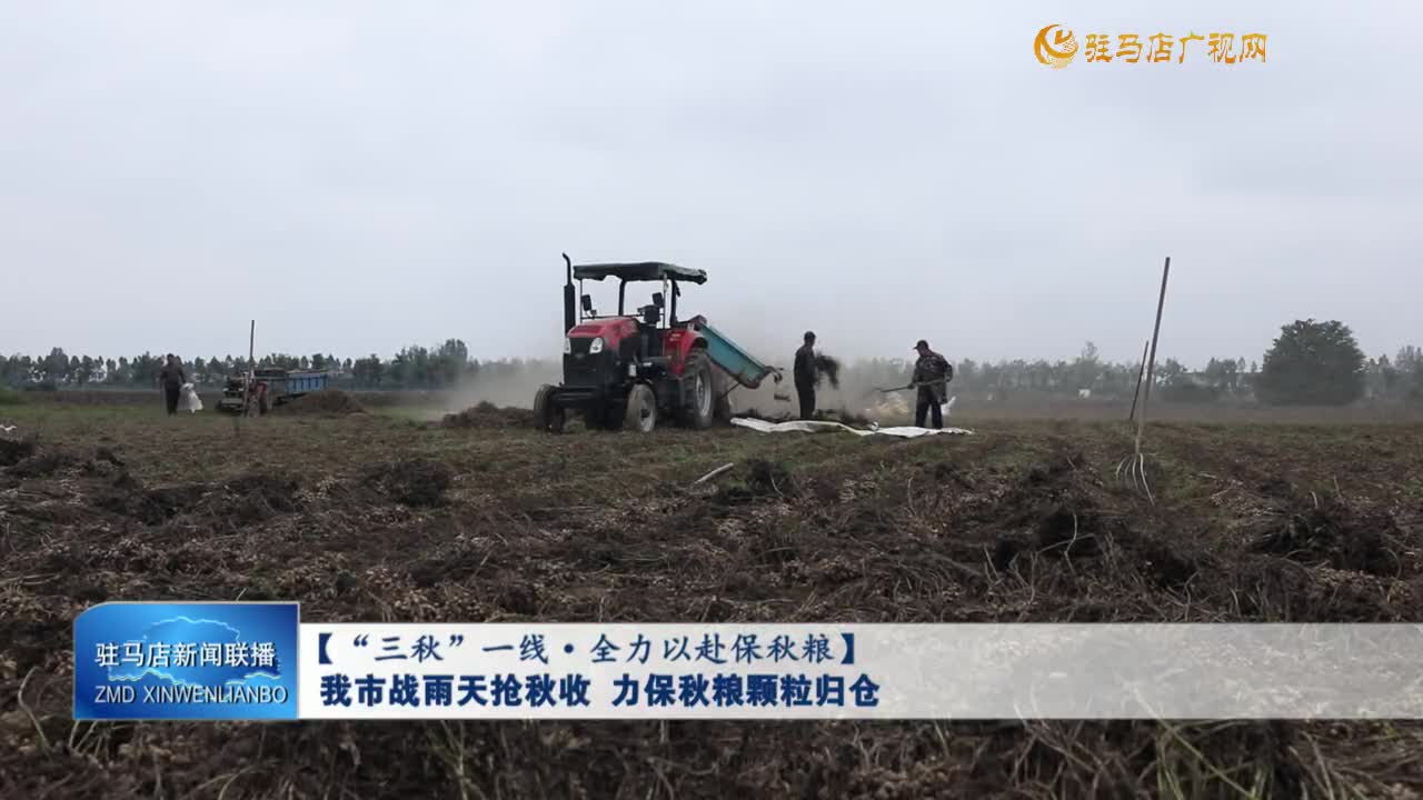 【“三秋”一線·全力以赴保秋糧】我市戰(zhàn)雨天搶秋收 力保秋糧顆粒歸倉