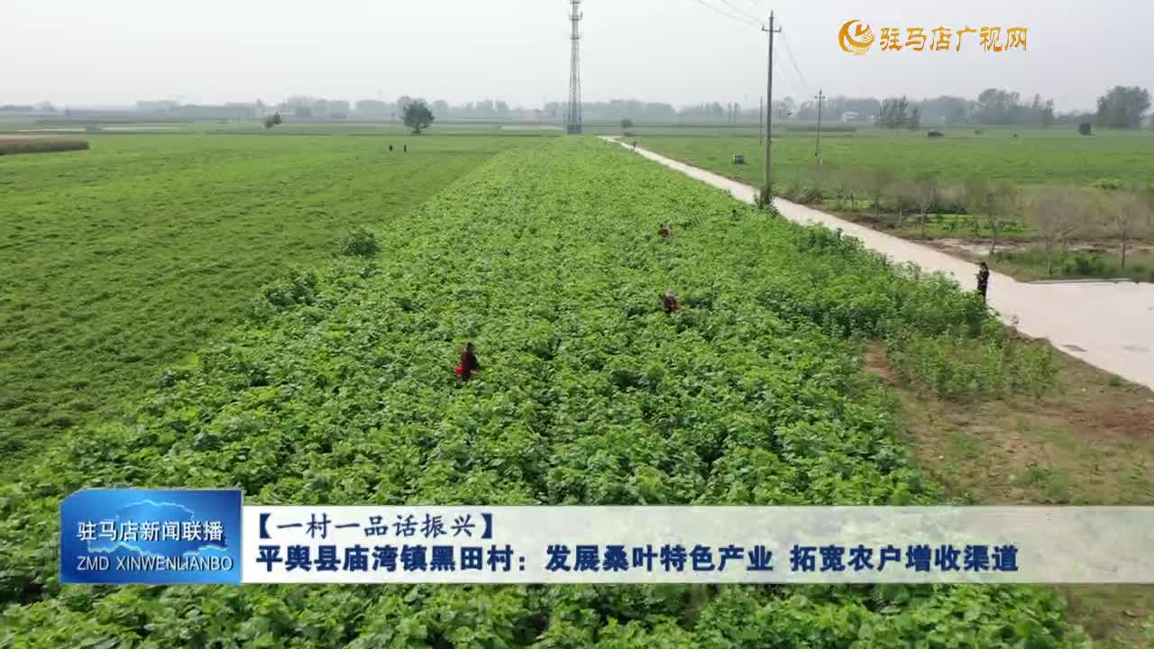 【一村一品話振興】平輿縣廟灣鎮(zhèn)黑田村：發(fā)展桑葉特色產(chǎn)業(yè) 拓寬農(nóng)戶增收渠道