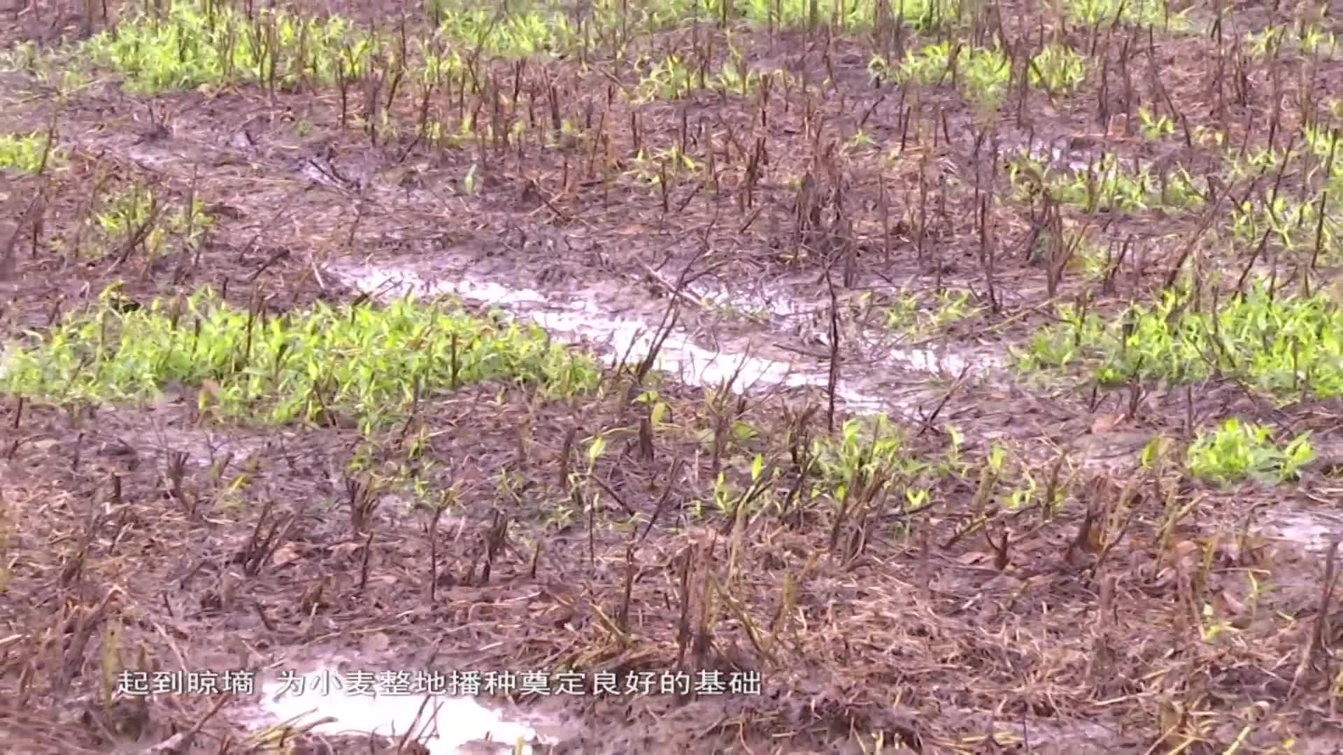 持续降雨让小麦播期延迟 市农科院专家针对今年播期延迟给出指导意见
