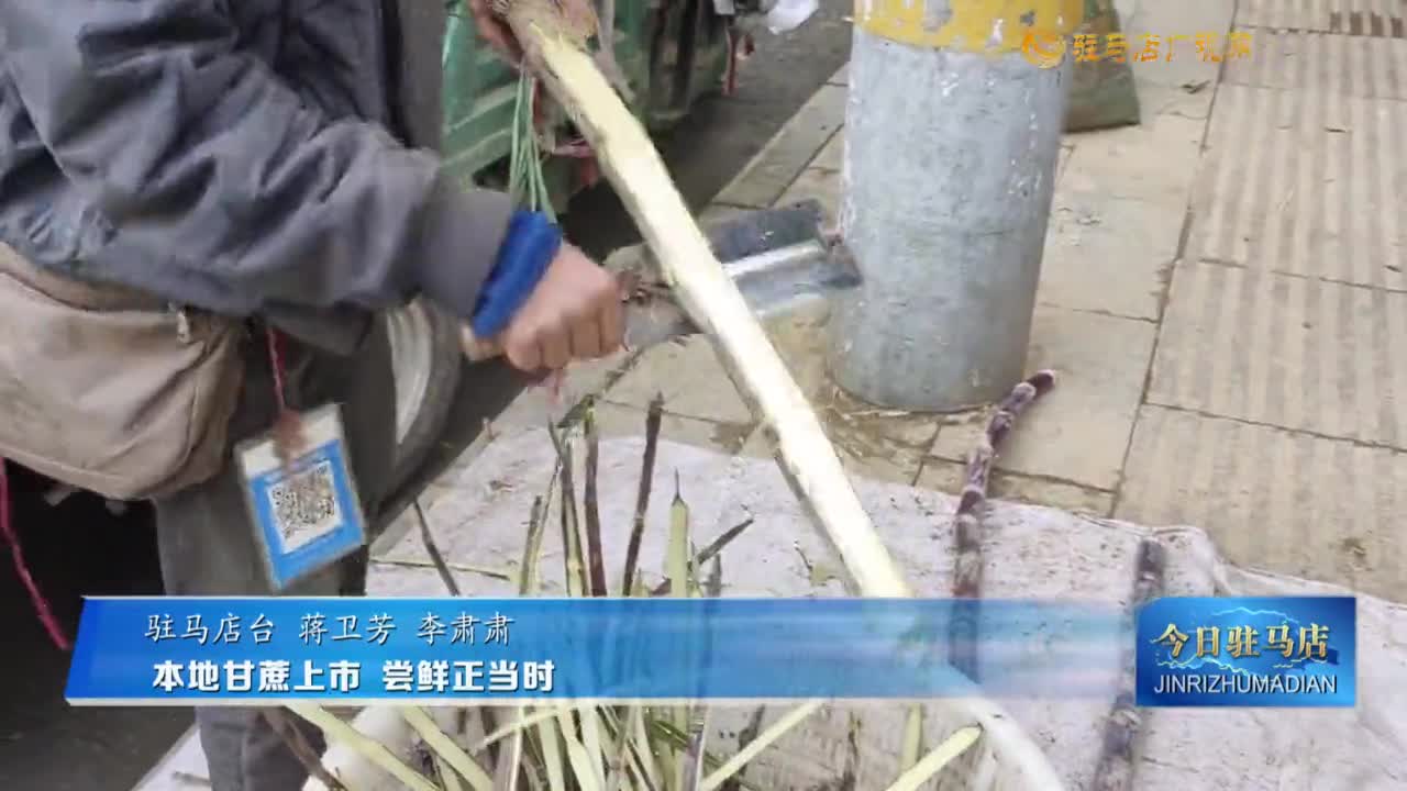 本地甘蔗上市 嘗鮮正當(dāng)時(shí)