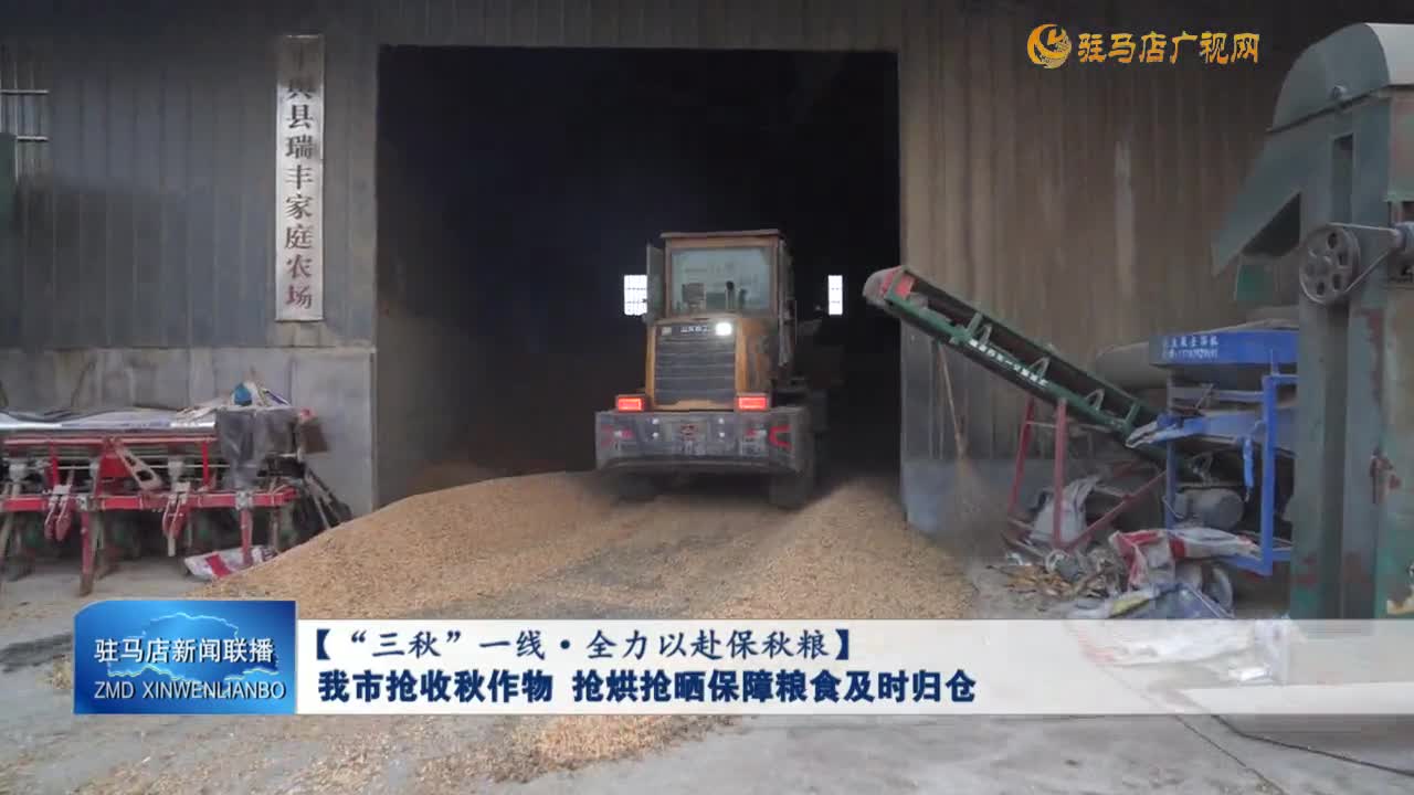 【“三秋”一线·全力以赴保秋粮】我市抢收秋作物 抢烘抢晒保障粮食及时归仓