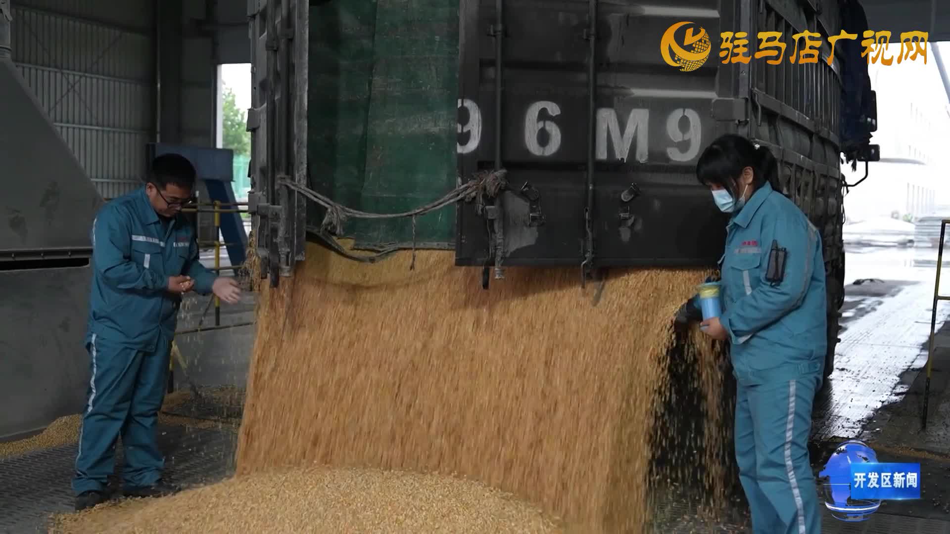 駐馬店：放寬玉米收購標(biāo)準(zhǔn) 助力農(nóng)戶順暢售糧