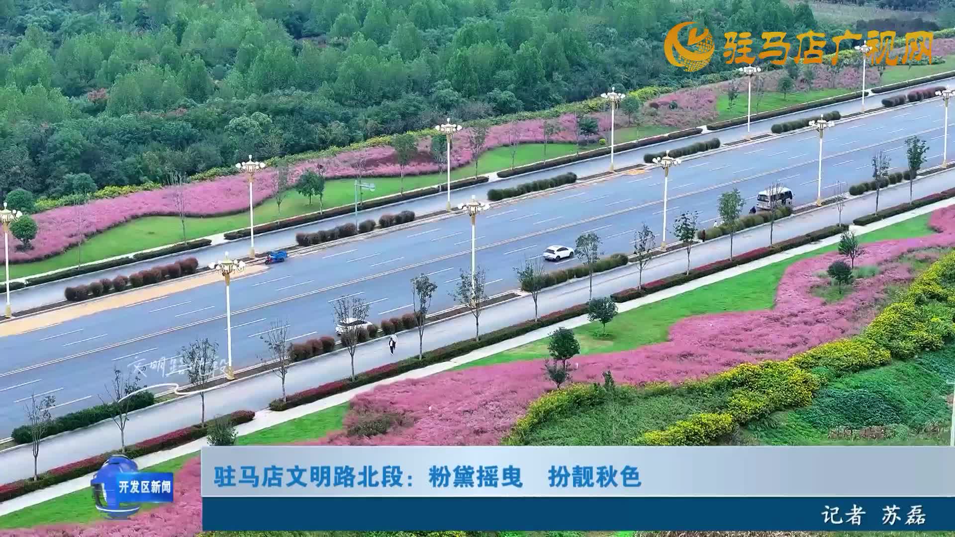 駐馬店文明路北段：粉黛搖曳  扮靚秋色