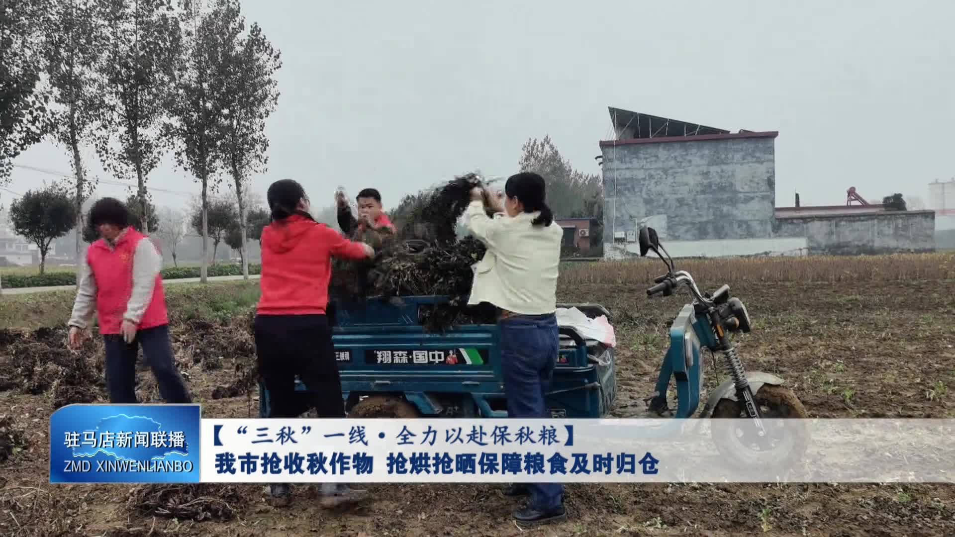 我市抢收秋作物 抢烘抢晒保障粮食及时归仓